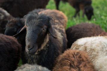 Fototapeta premium Portrait of a sheep on a farm close-up. Agriculture, livestock.