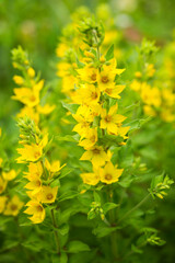 Lysimachia blooms in beautiful yellow flowers on a sunny summer day. Selective soft focus.