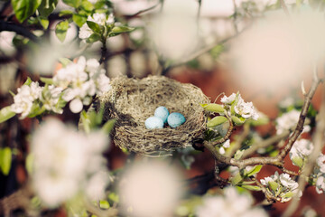 Nest in blossom