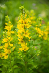 Lysimachia blooms in beautiful yellow flowers on a sunny summer day. Selective soft focus.