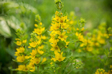 Lysimachia blooms in beautiful yellow flowers on a sunny summer day. Selective soft focus.