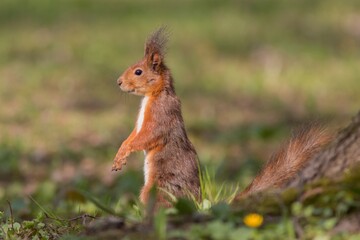 Red squirrel - (Sciurus vulgaris)