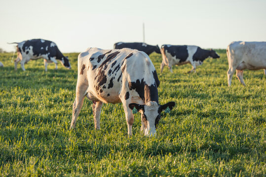Holstein Cattle Grazing In A Grassy Field In Virginia