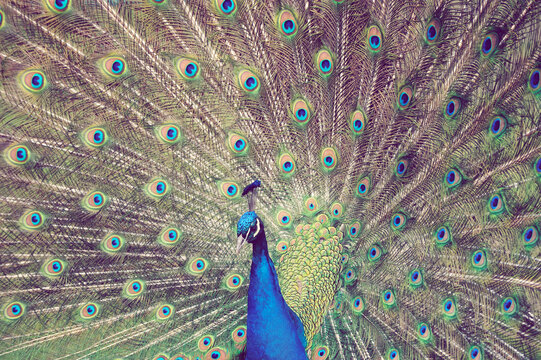 Mating Peacock showing off