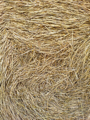 Dry hay texture. Background from dry yellow stems