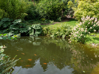japanese garden pond