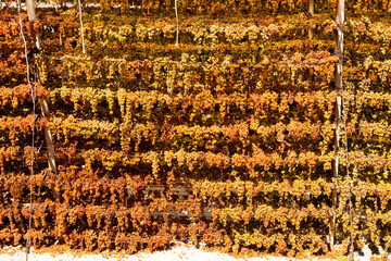 Sun raisings grapes drying hanging on special drying racks of Archanes region vineyards, Heraklion, Crete, Greece. Sun raising production concept.