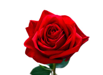 red rose isolated