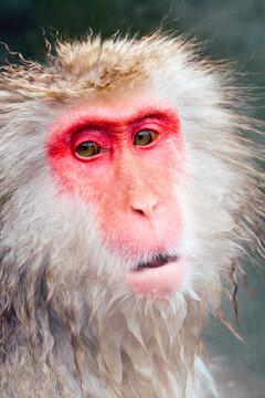 Japan, Central Honshu (Chubu), Nagano Prefecture, Jigokudani Nature Reserve, Jigokudani Onsen (Hell Valley Hot Springs), Japanese Macaque Monkey (Snow Monkey)