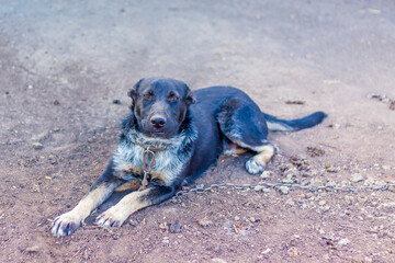 Black dog on a chain. Protected area.