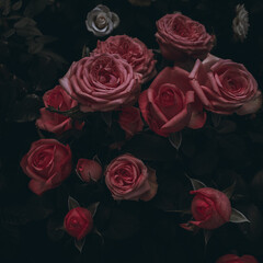 Obraz premium bouquet of roses