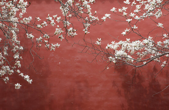 Magnolia and red wall