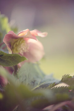 Helleborus