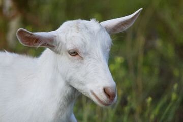 White Goat. Close-up portrait