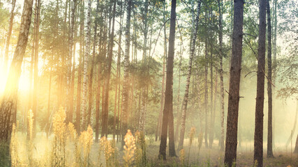 Morning fog in the light summer forest.