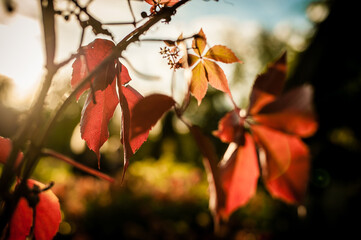 The Sun Shining Through Red Vine Leaves