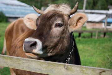 Cow on a farm in the summer, close-up portrait