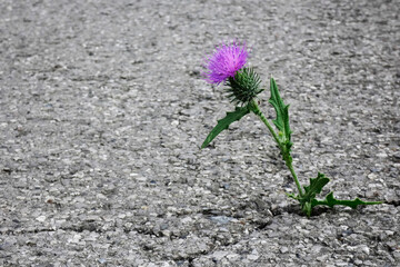 chardon solitaire route 