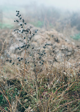 Detail of withered wild plant in italian countryside in winter