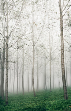 Poplar trees in the fog