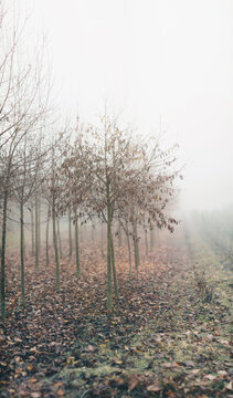 Little leafless trees in row in the fog