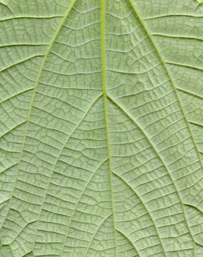Hemp leafs surface at extreme close-up