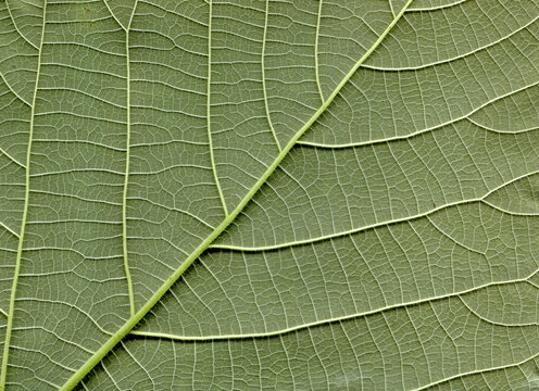 Broussonetia papyrifera leafs surface at extreme close-up