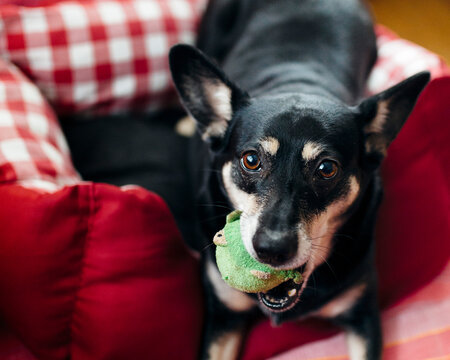 Dog bites frog shaped ball while laying on checked kennel and looking straight at the camera