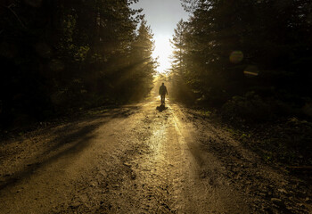 Man walk on a dirt road in a forest among tall green trees illuminated by the sunrise sun - Powered by Adobe