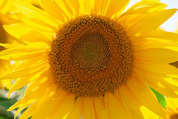 Big ripe yellow sunflower flower outdoors. Horizontal photography