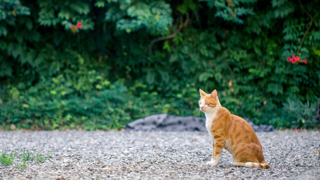 Red and white cat sits in garden and blinks