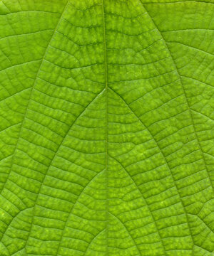Hemp leafs surface at extreme close-up