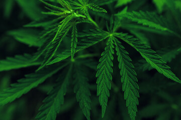 Fototapeta na wymiar marijuana background. bush cannabis.
