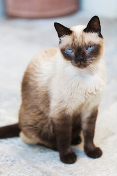 Close up of adult siamese cat sitting on stone pavement in sunny garden