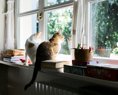 Fototapeta Two cats sit one close to the other on sunny windowsill and look at garden out of the window