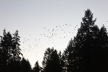 Eerie silhouette of a swarm of crows against the sky and trees