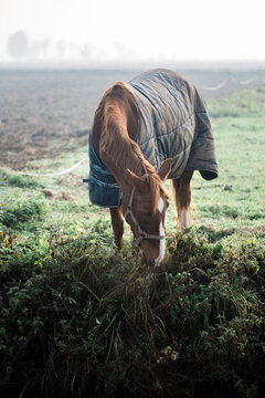Bay horse grazing wild grass while wearing a caparison against the cold foggy air