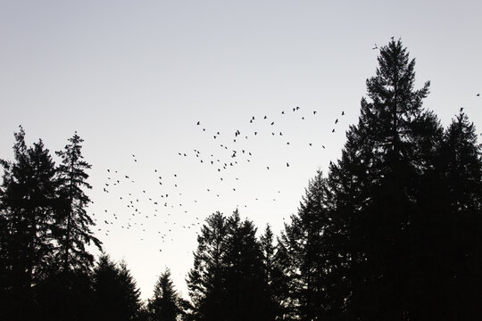 Eerie silhouette of a swarm of crows against the sky and trees