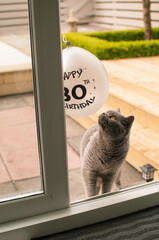 A grey British short hair cat plays and sniffs a balloon with a 3Oth birthday message on it, in a garden in Edinburgh, Scotland, UK, on the edge of the door.