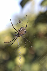 Dorsal of a female Argiope Argentata (large) next to the male (small)