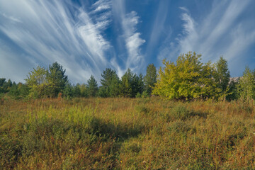 Summer landscape green meadow on a background of forest and blue sky.