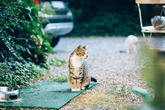 Adult cat sitting on green doormat in garden with second blurry cat on the background