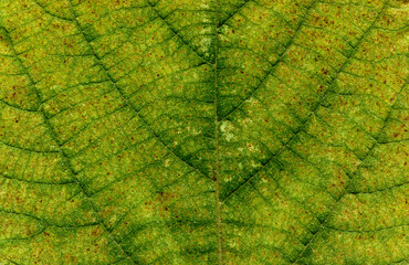 Broussonetia papyrifera leafs surface at extreme close-up