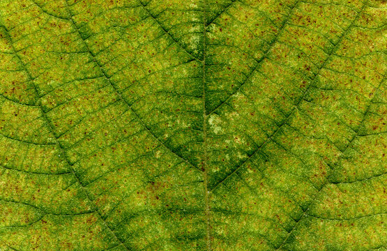 Broussonetia papyrifera leafs surface at extreme close-up