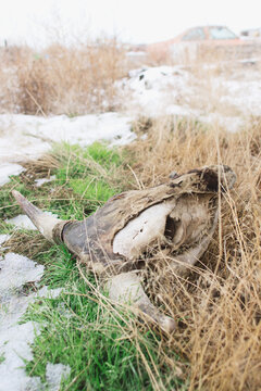 parcially deteriorated cow skull in weeds on winter day