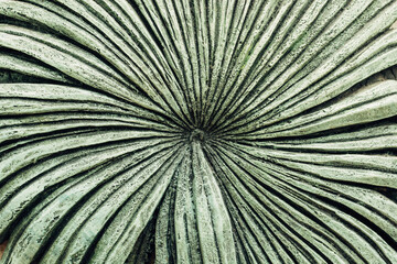 Rough texture in the shape of a cactus