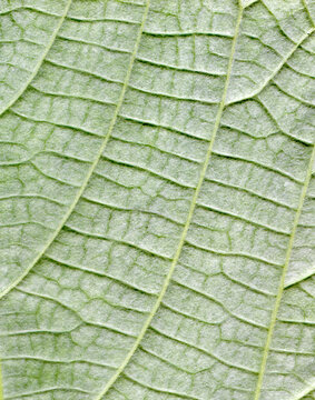 Hemp leafs surface at extreme close-up