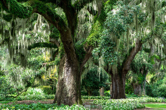 Old live oaks trees with spanish moss