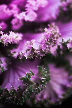 purple kale leaves, showing frilly edges