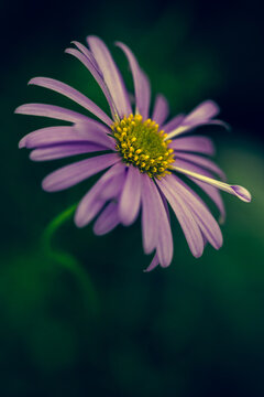 Osteospermum